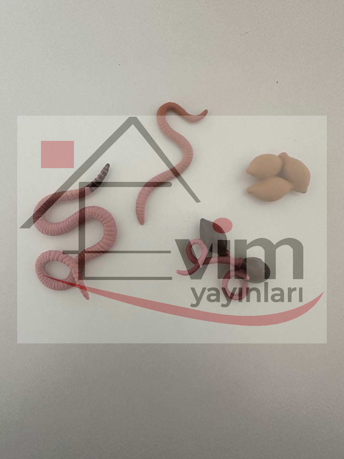 Solucan Yaşam Döngüsü