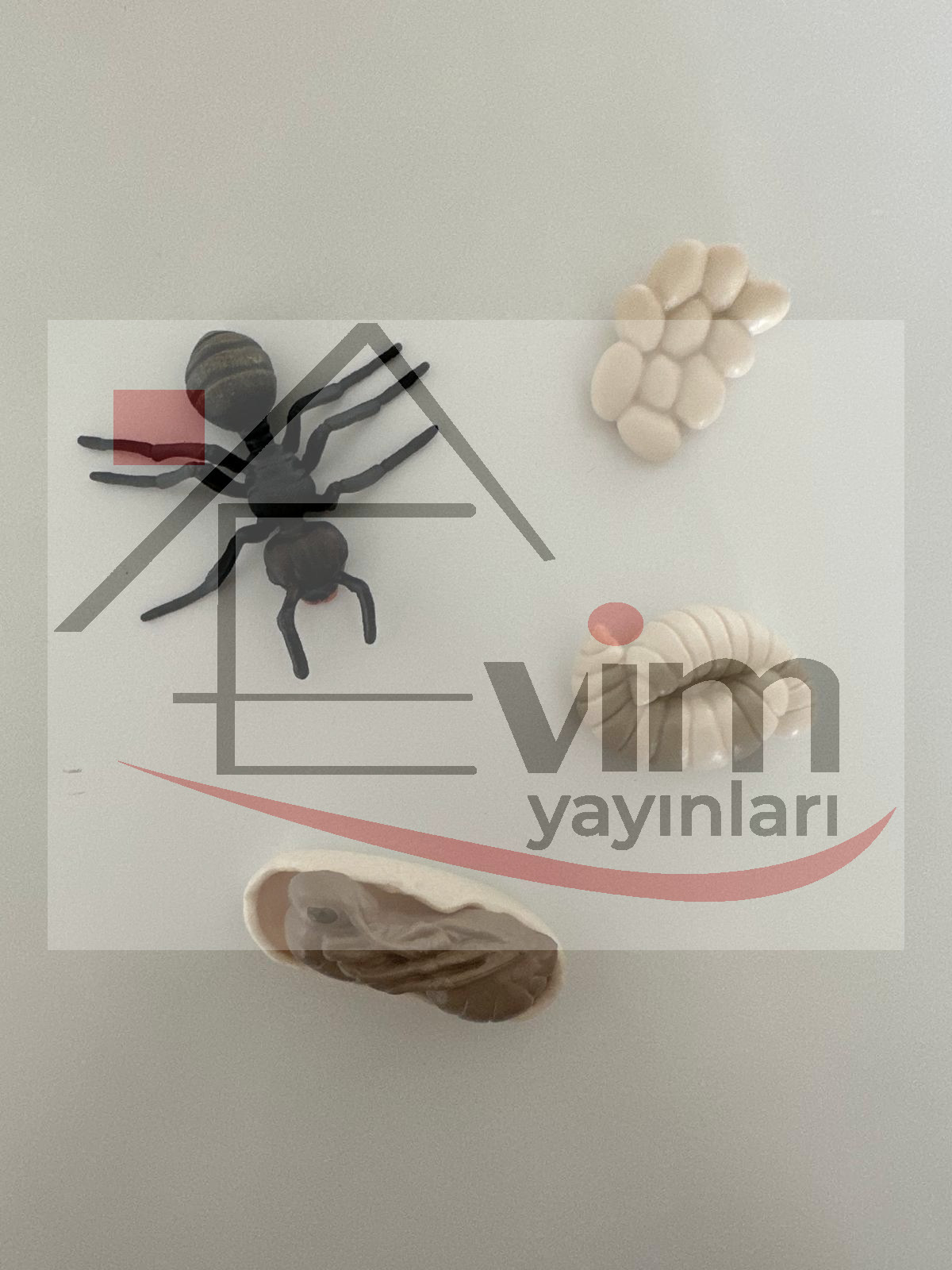 Karınca Yaşam Döngüsü