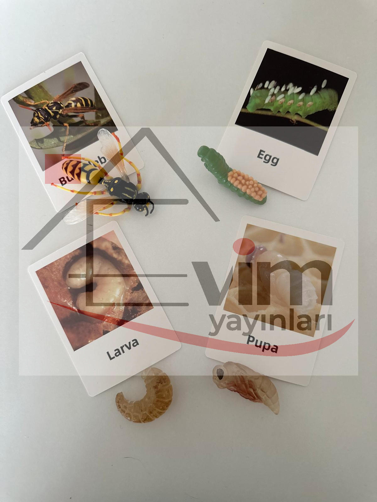 Arı Yaşam Döngüsü