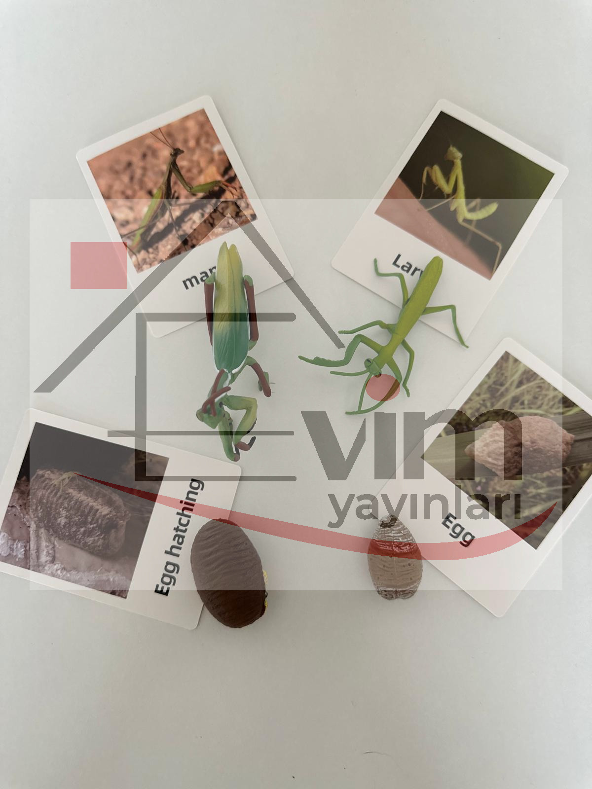 Yaşam Döngüsü Metaryalı