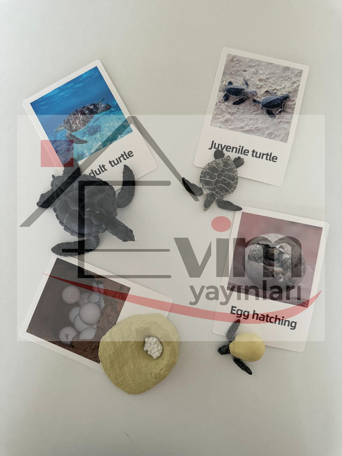 Deniz Kablumbağası Yaşam Döngüsü