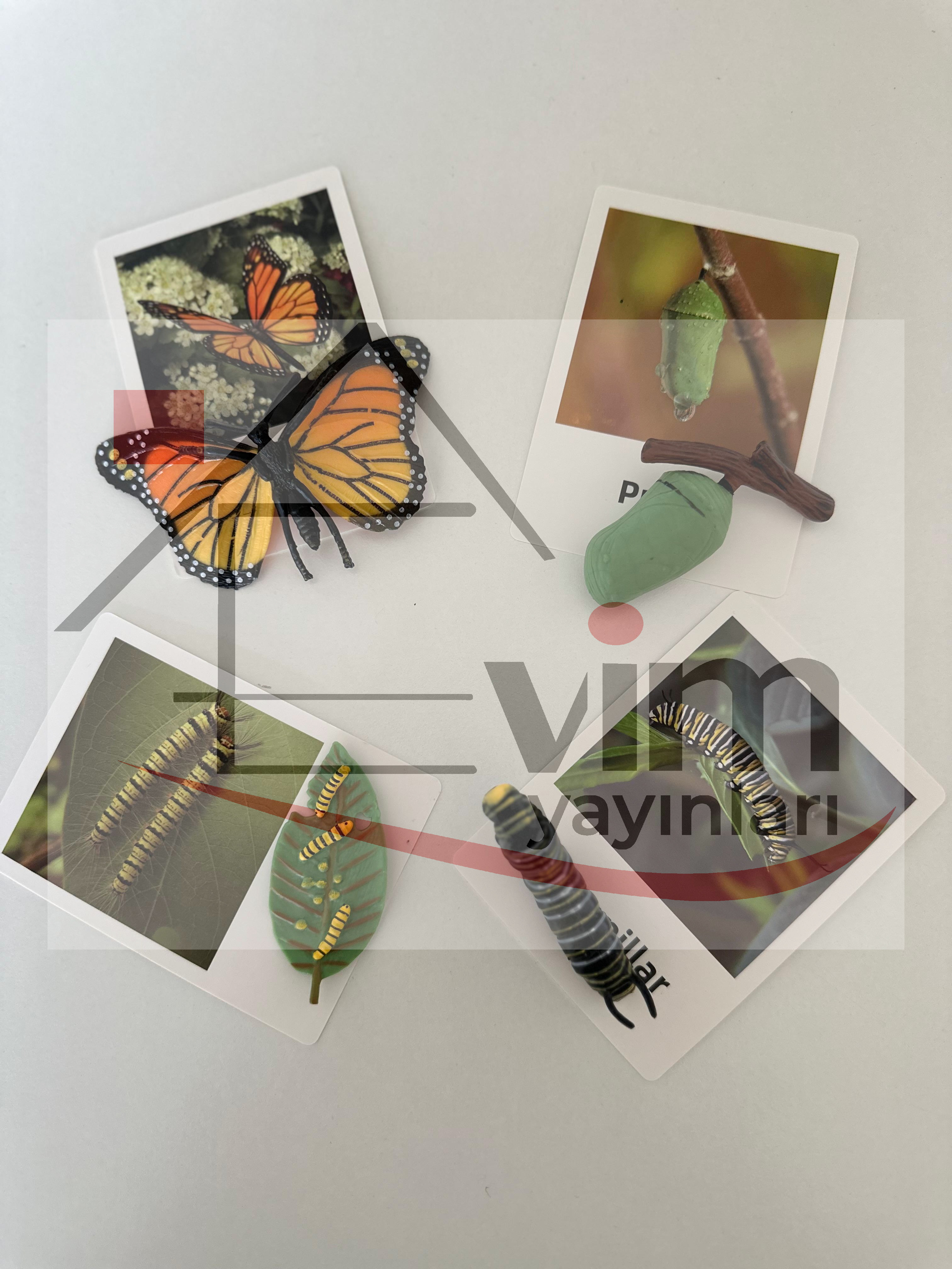 Kelebek Yaşam Döngüsü