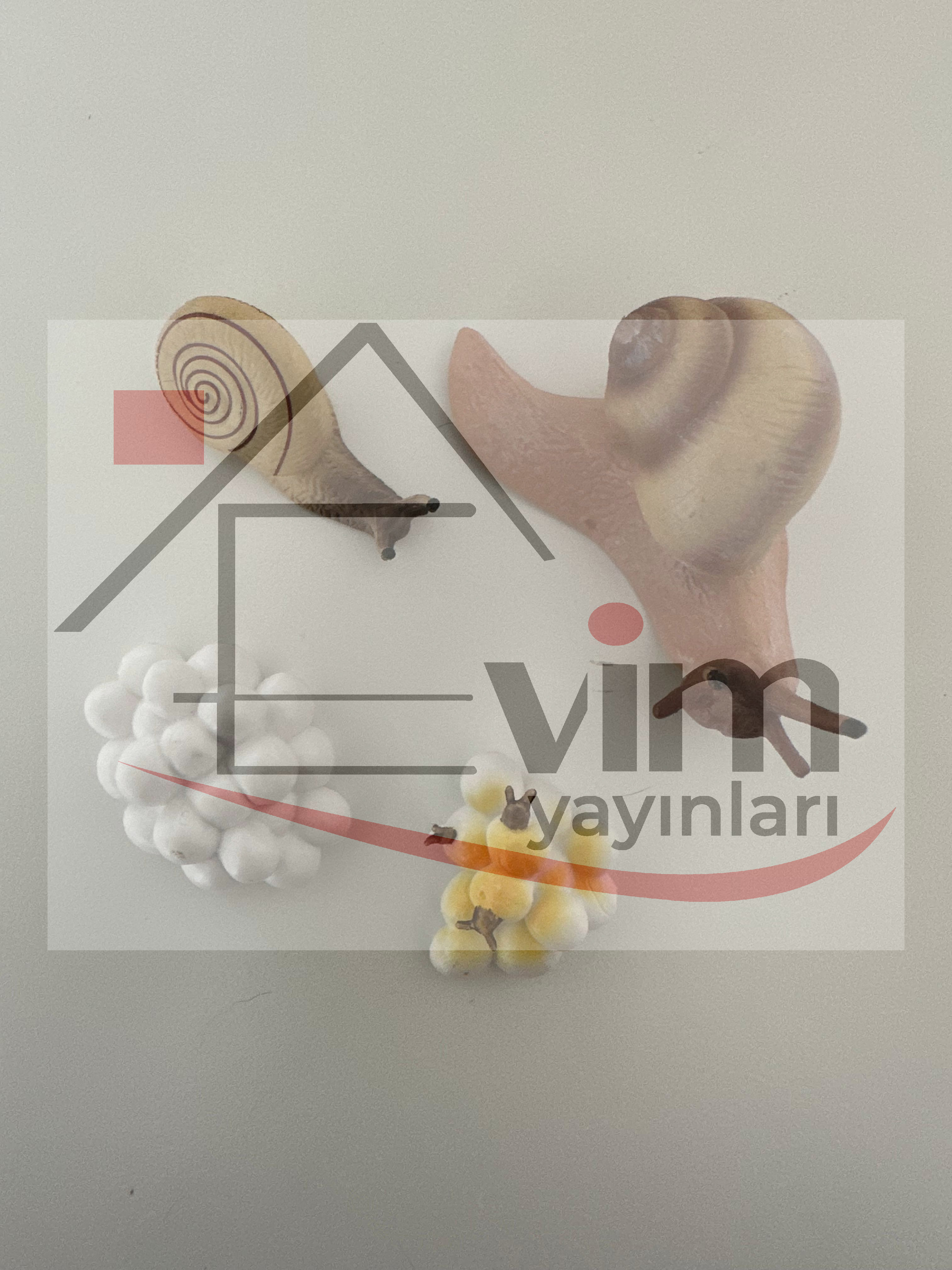 Salyangoz Yaşam Döngüsü