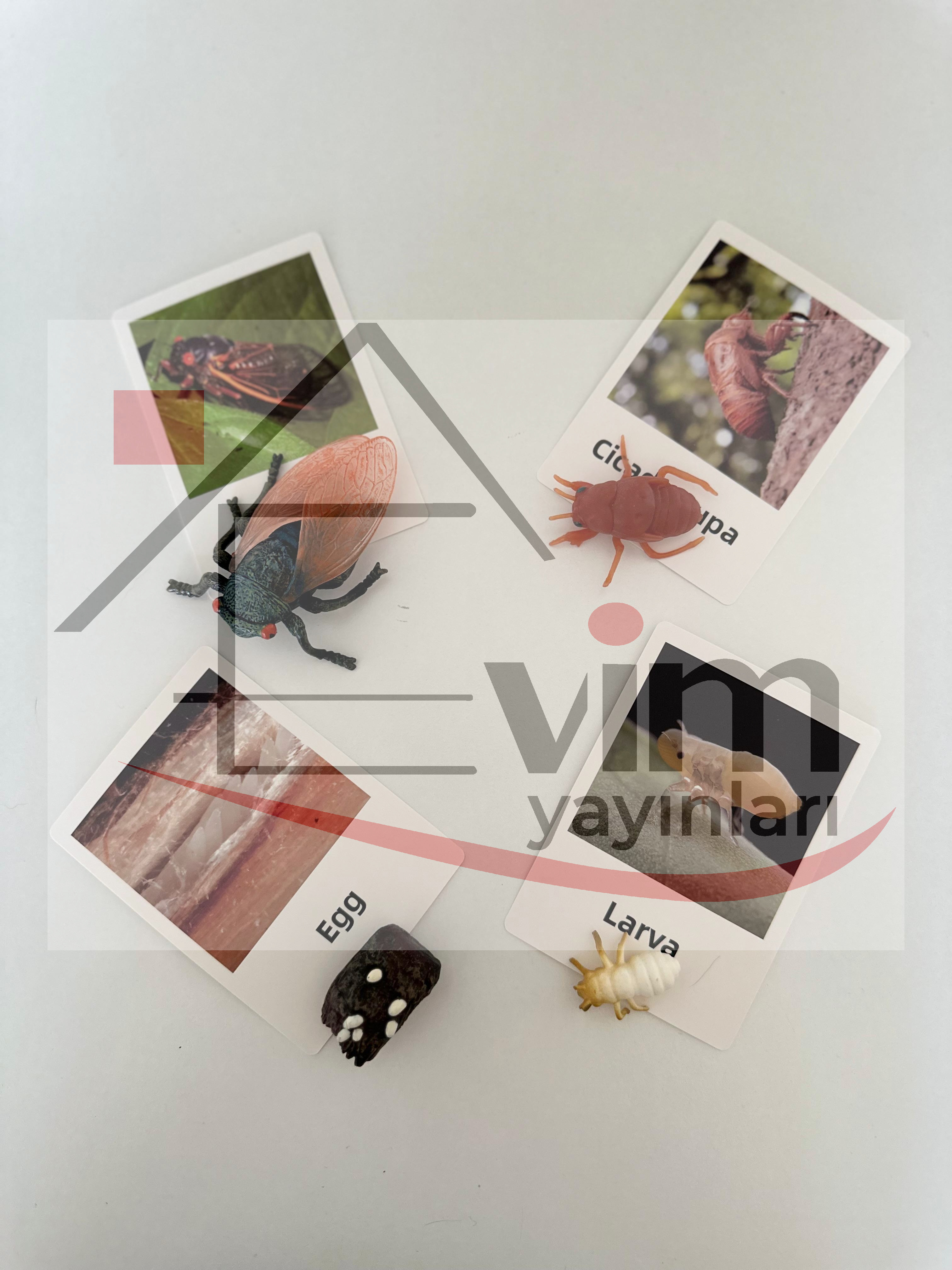 Sinek Yaşm Döngüsü