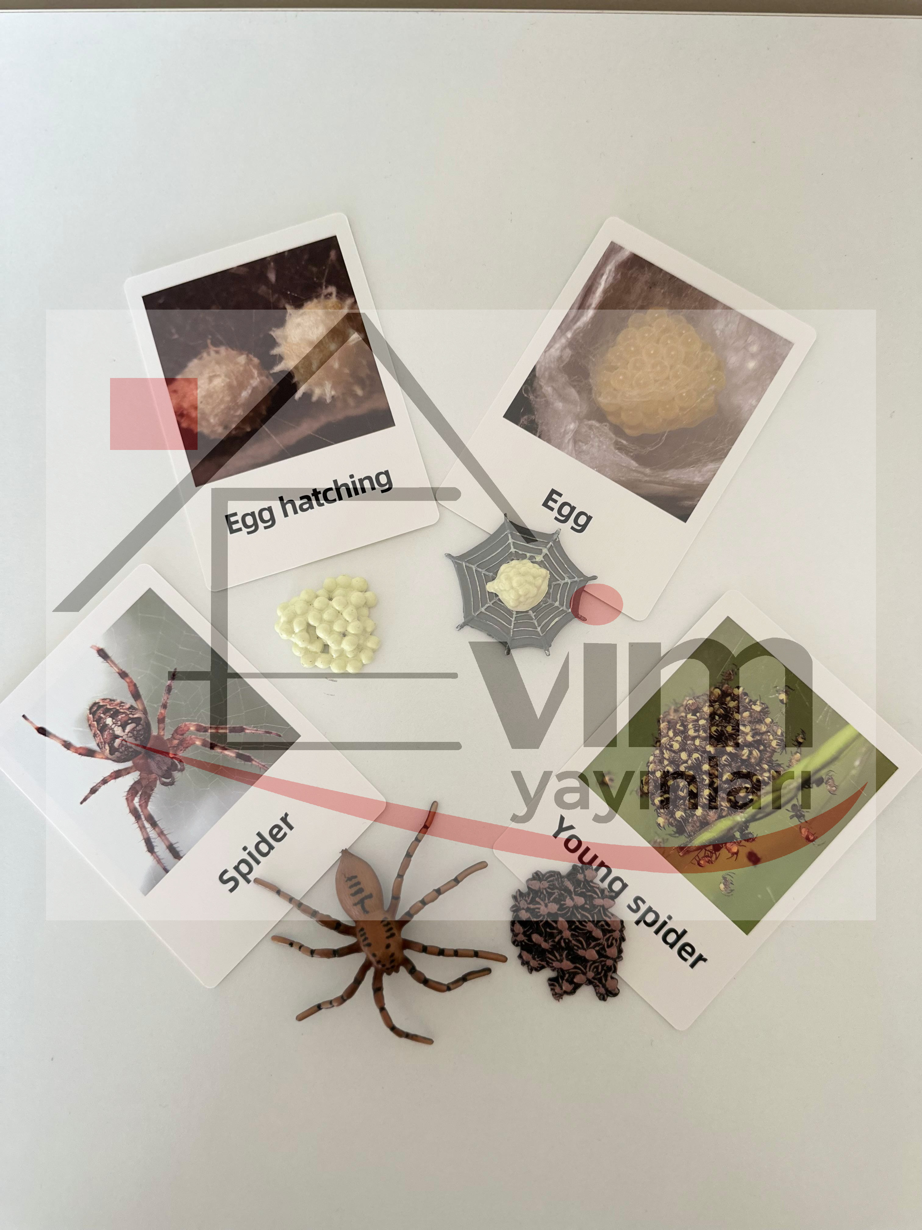 Örümcek Yaşam Döngüsü