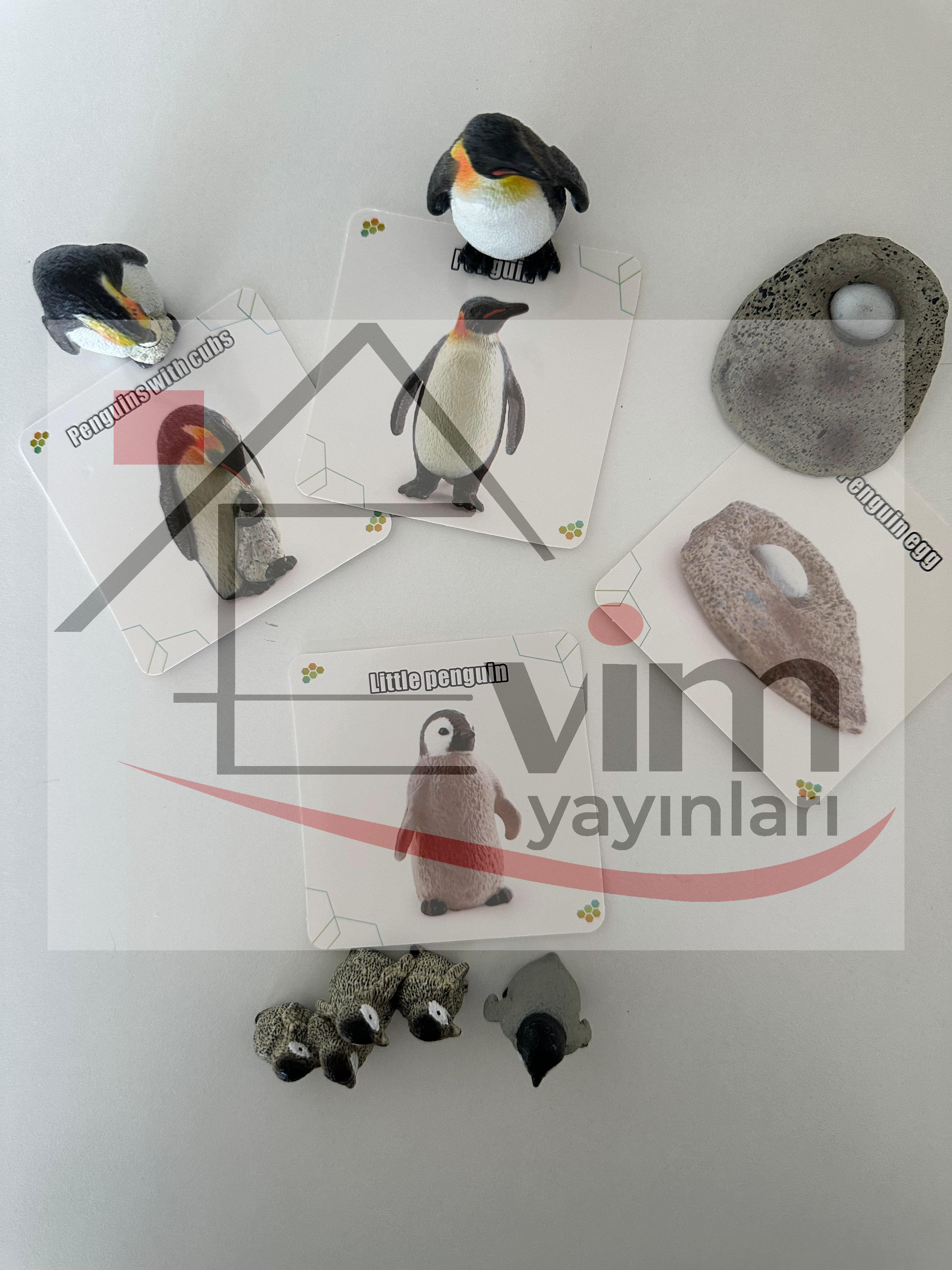 Penguen Yaşam Döngüsü