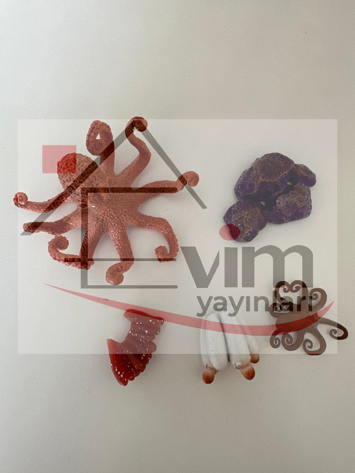  Ahtapot Yaşam Döngüsü