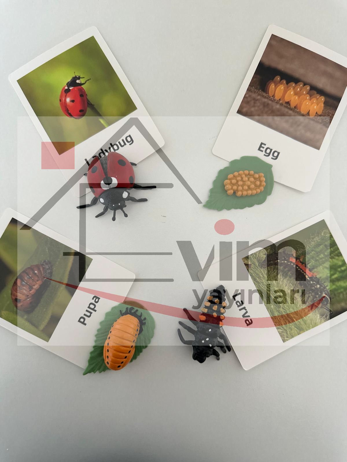 Uğur Böceği Yaşam Döngüsü