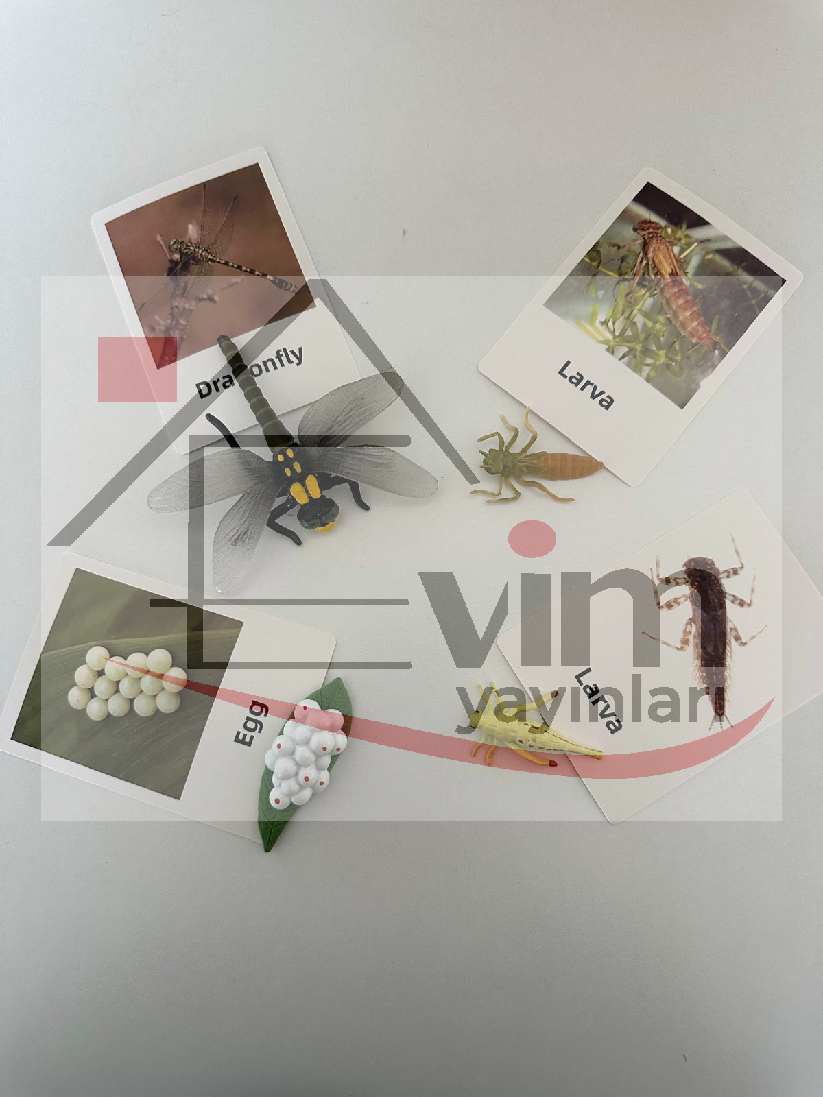 Yusufçuk Yaşam Döngüsü