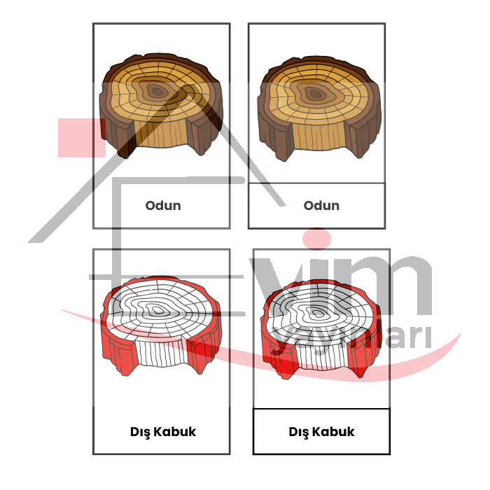 Ağaç Kesi̇ti̇, Odun Bölümleri̇ ve Yaş Halkaları